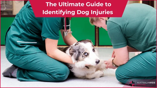 Dog Injuries article header